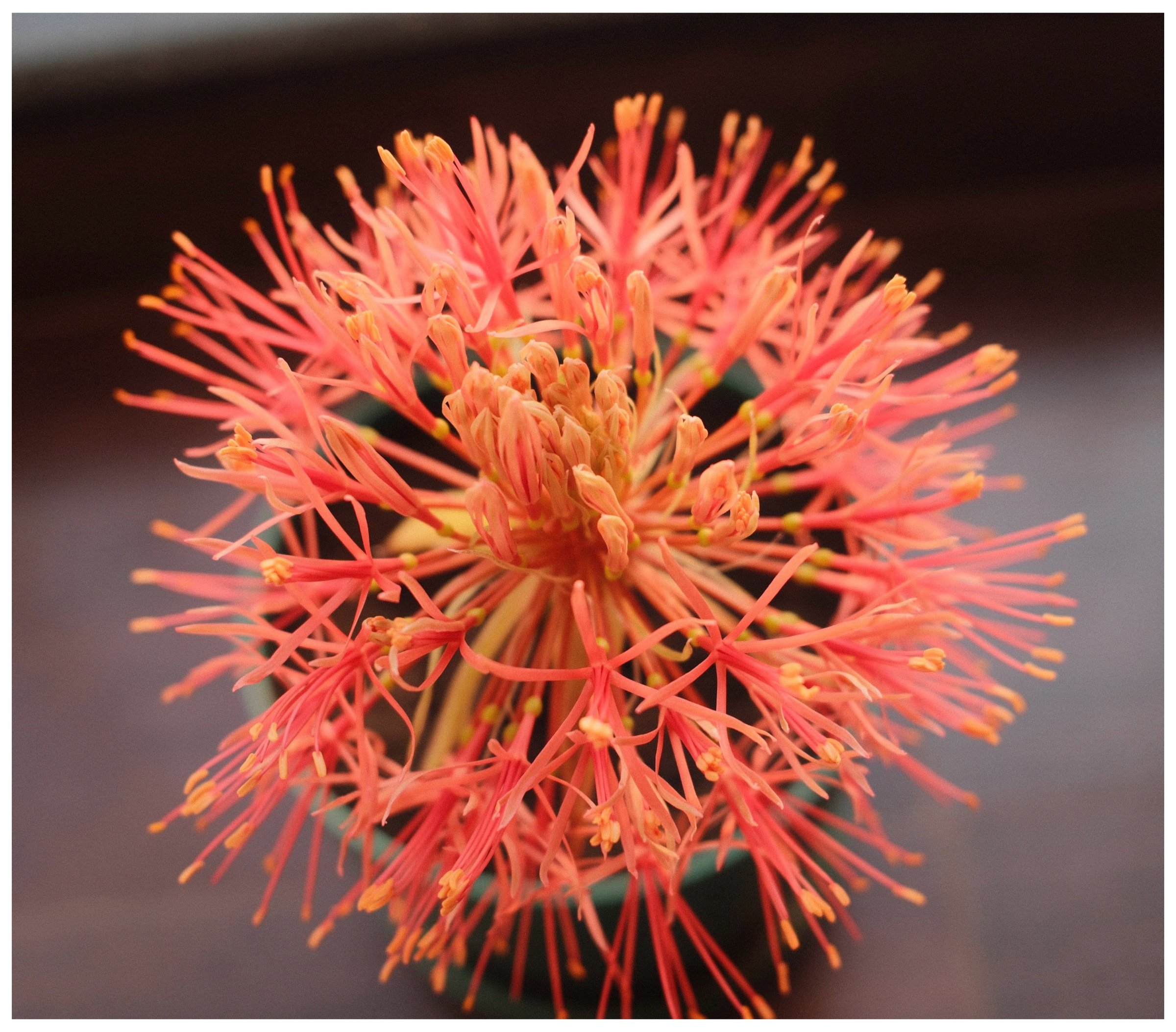 A close-up of a football lily in bloom, its thread-like red and orange petals radiating outward.