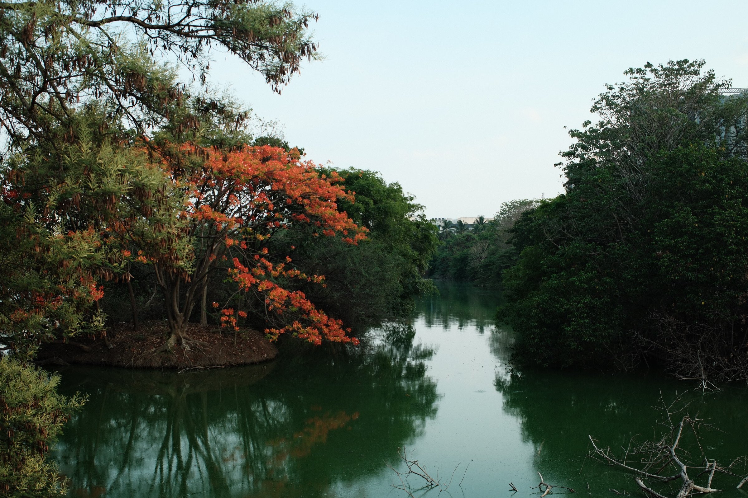 A flame tree in bloom leaning over a still river, its reflection in the water.